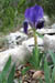 21 Bourdiguet Wild Iris