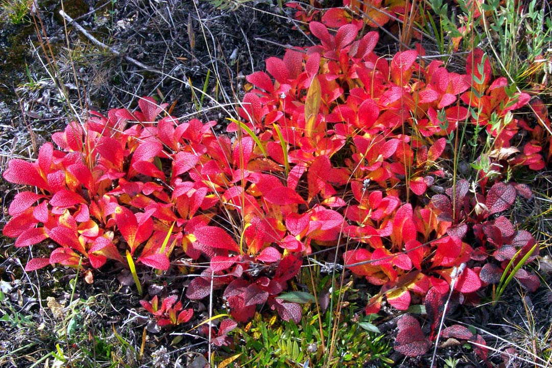 13 Red bearberry leaves