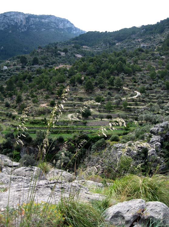 07 Olive terraces
