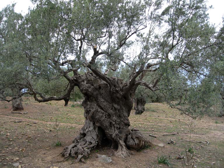 08 A venerable olive tree