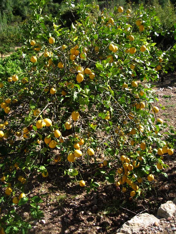 15 A prolific lemon tree