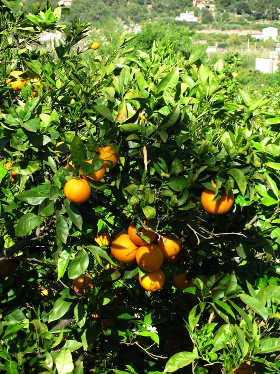 16 Big, juicy oranges