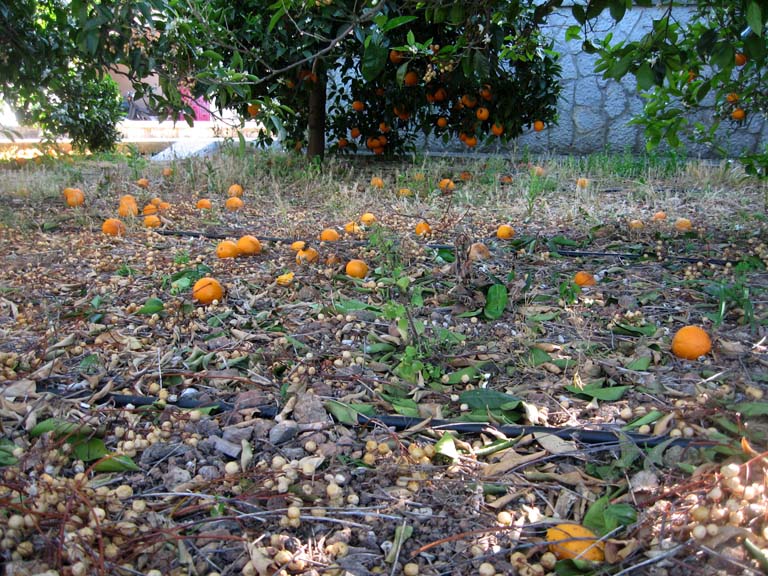 17 Oranges rotting on the ground!