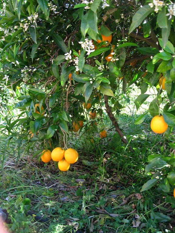 18 Oranges in flower AND fruiting at the same time