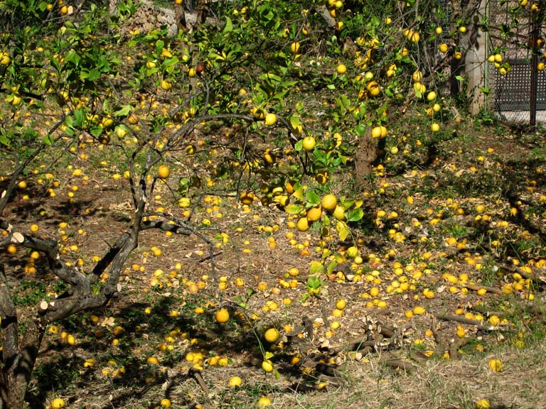 19 SOOO many lemons!