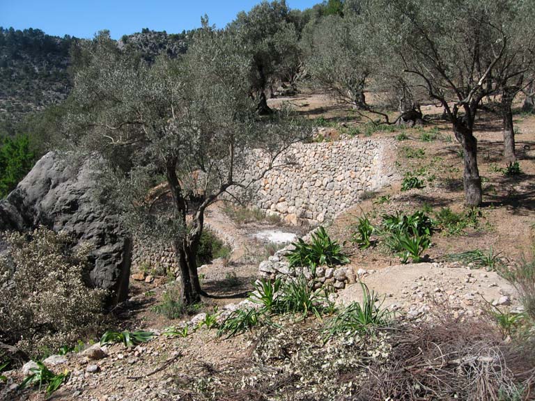 20 Wonderfully kept olive terraces above Soller