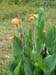 12 Canna lilies