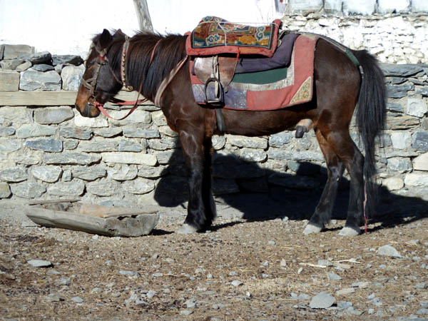 02 Nepalese saddle and harness