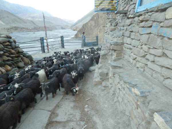 18 Miniature goats being herded home at dusk