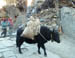 16 Cross of Yak and cow used as a beast of burden
