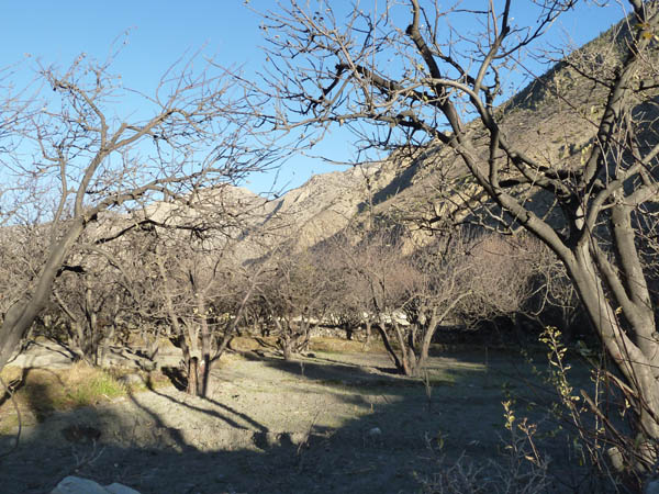14 One of the many apple orchards around Marpha and Jomsom