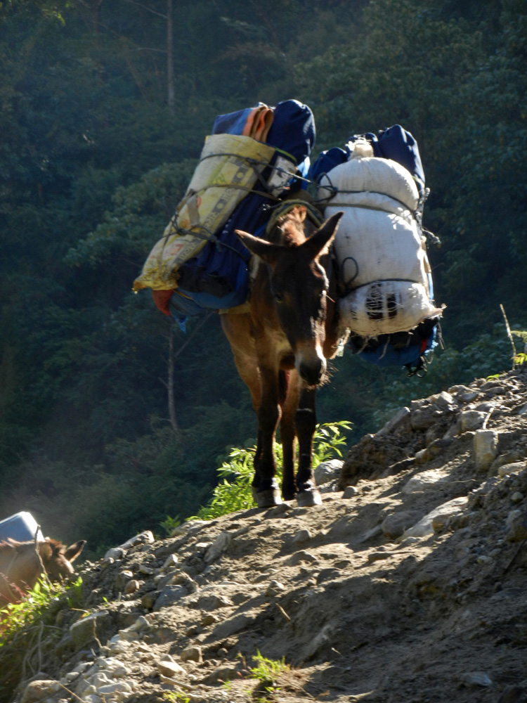 02 A well-packed mule going camping
