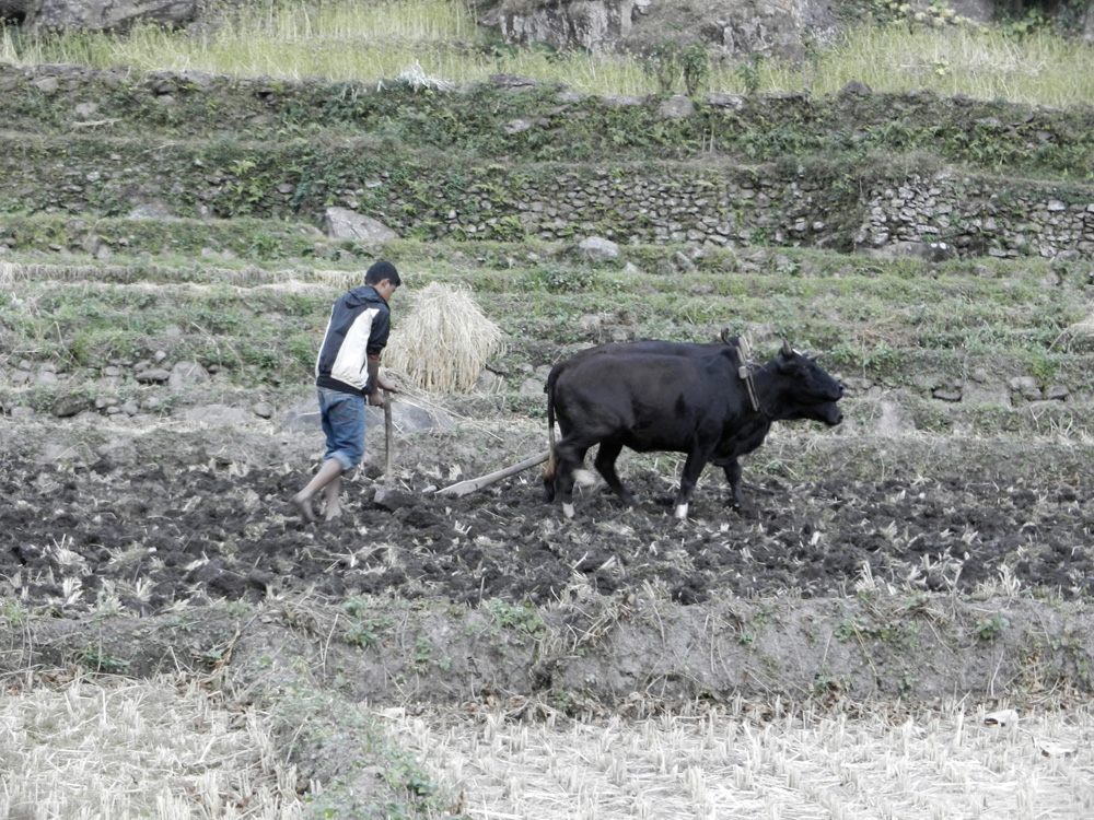 10 Plowing with oxen near Ghermu