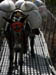 14 Mules on the suspension bridge