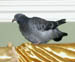 09 Pigeon on Pelmet 3