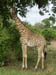 17 Giraffe 2