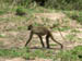 27 Baboon striding