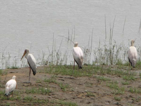 11 Yellow-billed storks