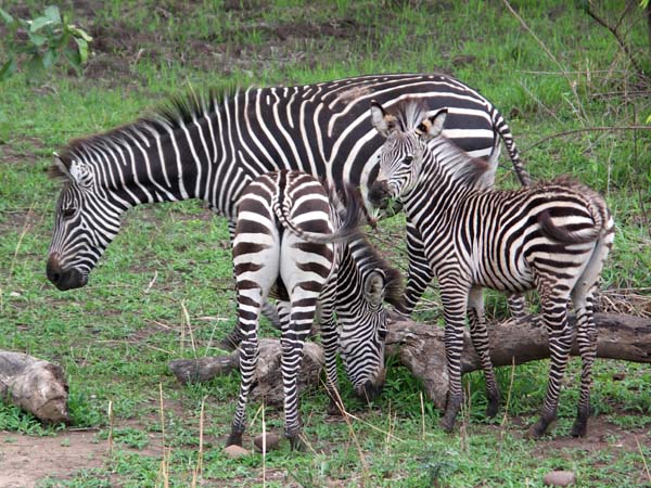 31 Zebra confusion