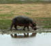 15 Hippo striding along