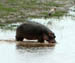 16 Hippo bath time