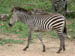 30 Zebra colt