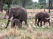 32 Elephant family