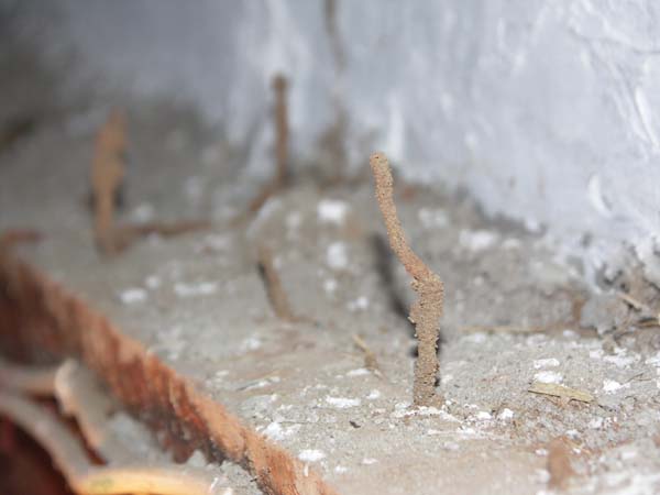 11 Termite handiwork 2