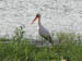 05 Yellow-billed stork
