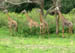 39 Giraffes 1