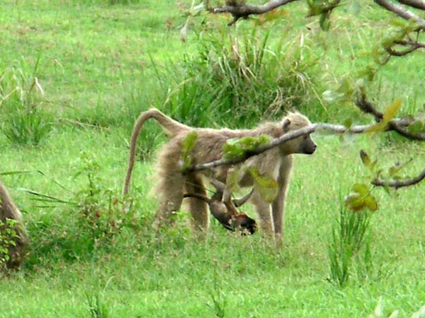 07 Baboon mother with young