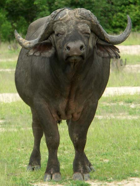 14 Water buffalo 1