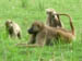 09 Baboons preening 2