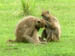 10 Baboons preening 3