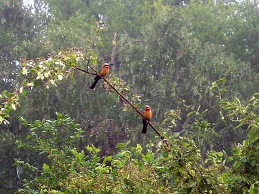 24 White-fronted bee eaters 1