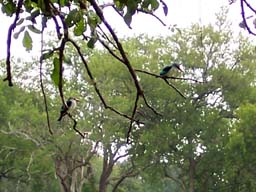27 Woodland kingfisher