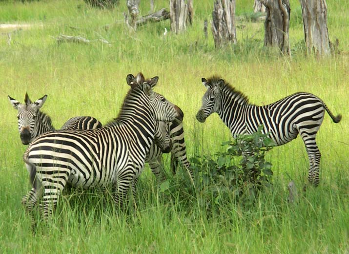 36 Zebras gamboling