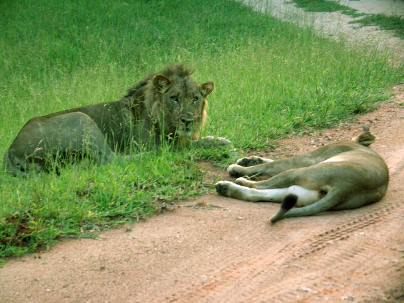 52 Lions on Mfuwe drive