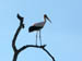 28 European White Stork