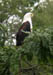 29 13 Fish eagle