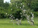 40 Egrets in tree