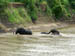 46 Elephants in Luangwa River 2