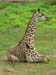 03 Baby giraffe resting