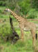 04 Mother giraffe munching a thorn bush