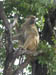 06 Baboon in tree 1