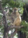 07 Baboon in tree 2