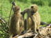 08 Baboons preening one another