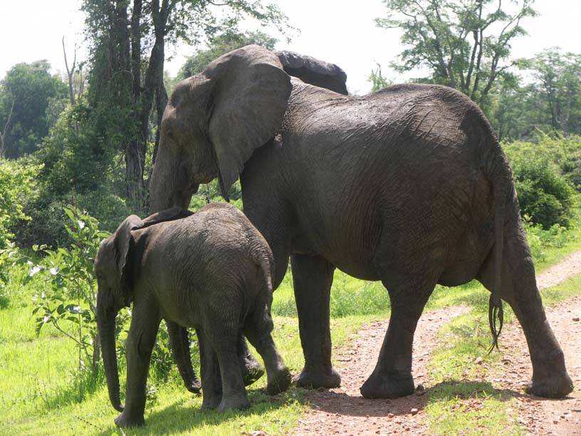 31 Elephants on the road