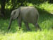 26 Calf elephant