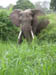 01 Bull Elephant